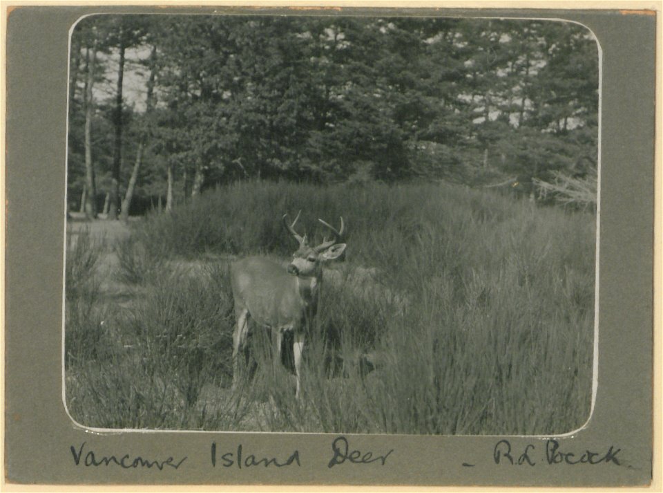 Vancouver Island deer.