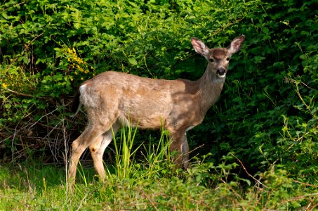 Black-tailed deer grazing by the roadside in Marymoor Park in Redmond, Washington. photo