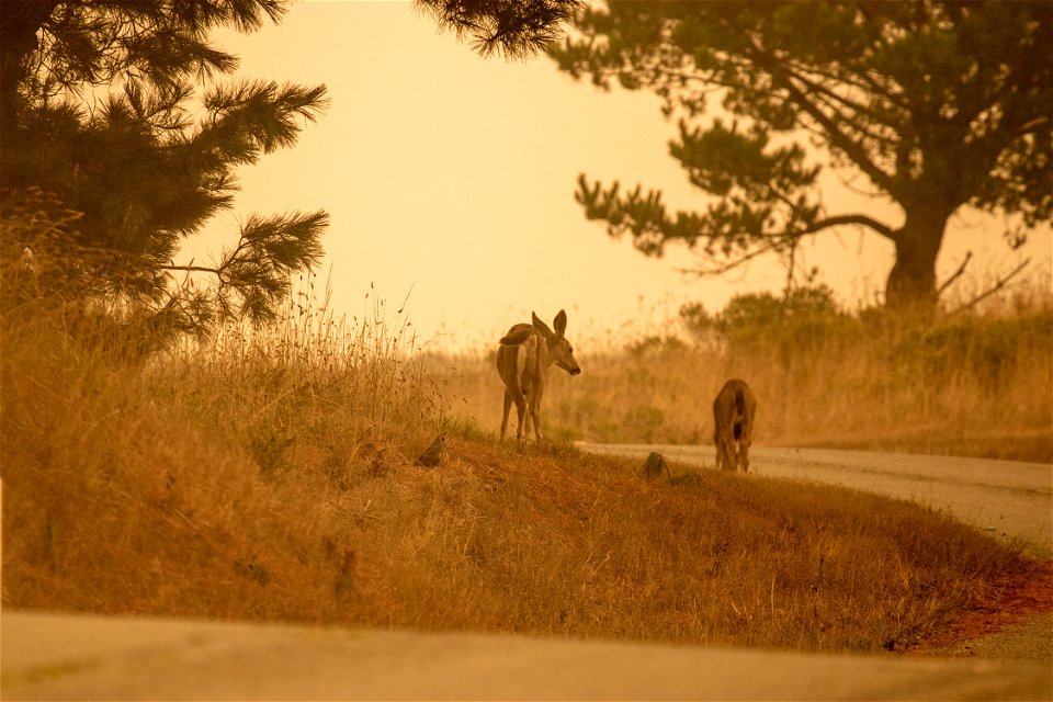 Woodward Fire - Deer along Limantour Road - September 10, 2020 - 9:54 am