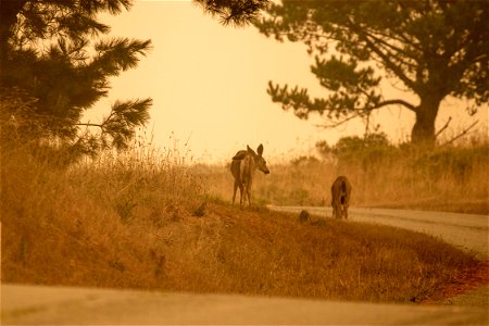 Woodward Fire - Deer along Limantour Road - September 10, 2020 - 9:54 am