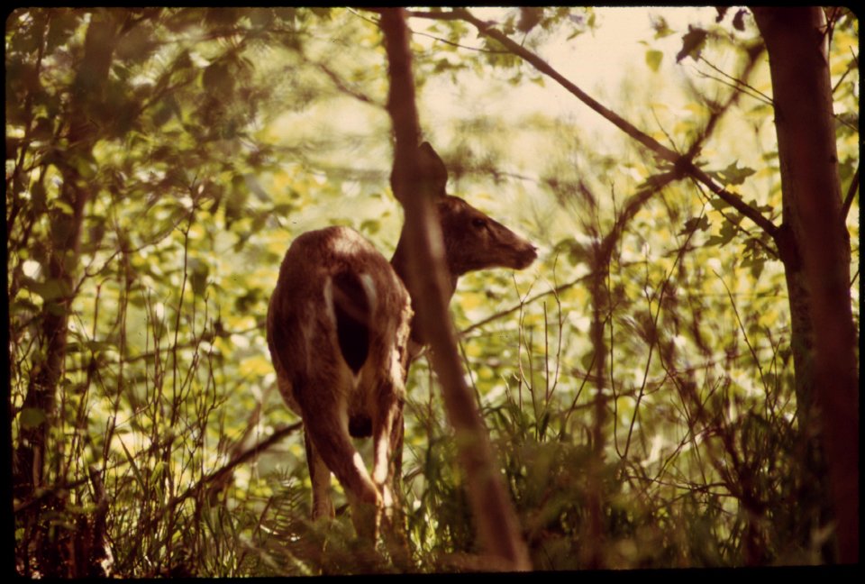 COLUMBIAN BLACKTAIL DOE BROWSING IN THE WOODS AT LARRABEE STATE PARK ON NORTHERN PUGET SOUND