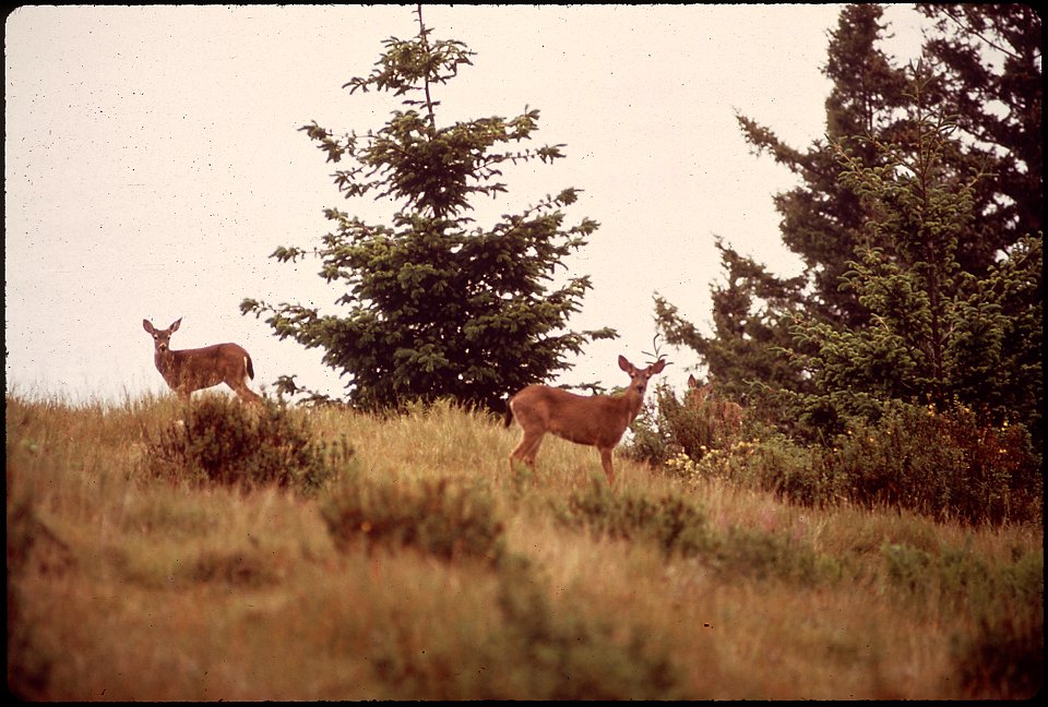 WILD DEER STILL GRAZE NEAR ROUTE 101