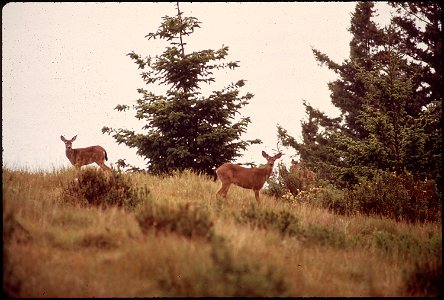 WILD DEER STILL GRAZE NEAR ROUTE 101 photo