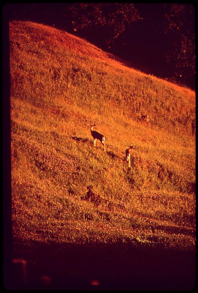 DEER AT SUNSET. (FROM THE SITES EXHIBITION. FOR OTHER IMAGES IN THIS ASSIGNMENT, SEE FICHE NUMBERS 11, 12, 13, 14, 15, 16, 17.)