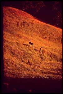 DEER AT SUNSET. (FROM THE SITES EXHIBITION. FOR OTHER IMAGES IN THIS ASSIGNMENT, SEE FICHE NUMBERS 11, 12, 13, 14, 15, 16, 17.) photo