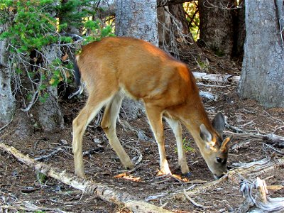Deer at Hurricane Ridge at Olympic National Park in Washington 2014 photo