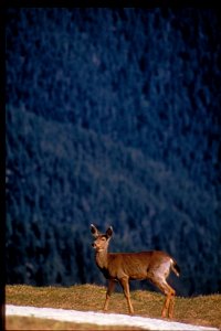 Female Black-tailed deer standing in short grass at Olympic National Park, Washington photo