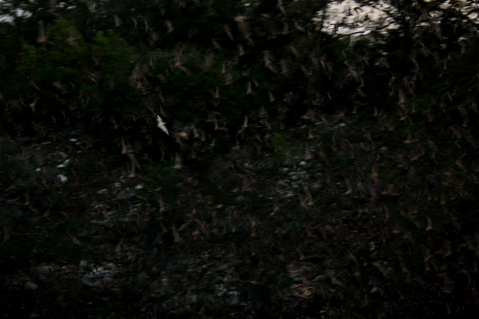 Can you spot the albino bat among the many Mexican free-tailed bats exiting Bracken Bat Cave?

photo credit: USFWS/Ann Froschauer