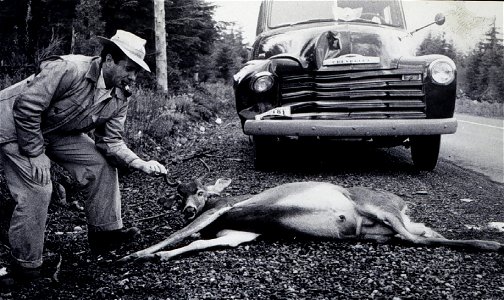 Roadkill of Red Deer on Olympic Peninsula in 1954. photo