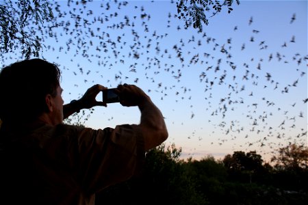 BCI staff Jim Kennedy takes photo of Mexican free-tailed bats emerging from Bracken Bat Cave credit: USFWS/Ann Froschauer photo