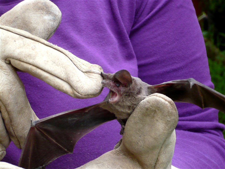 A free-tailed bat, in hand after being captured inside a house in Ferndale, California.