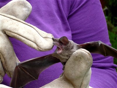 A free-tailed bat, in hand after being captured inside a house in Ferndale, California.