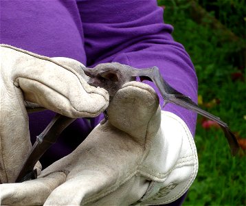 A free-tailed bat chewing down on a work glove, in hand after being captured inside a house in Ferndale, California.