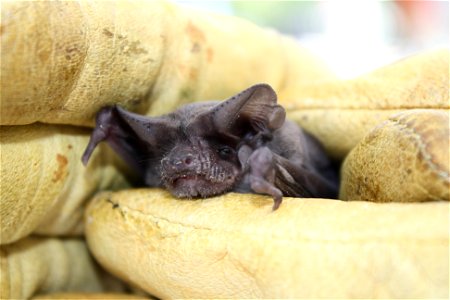 Mexican free-tailed bat (Tadaria brasiliensis)

photo credit: USFWS/Ann Froschauer