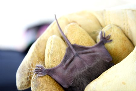 Mexican free-tailed bat (Tadaria braziliensis)

photo credit: USFWS/Ann Froschauer