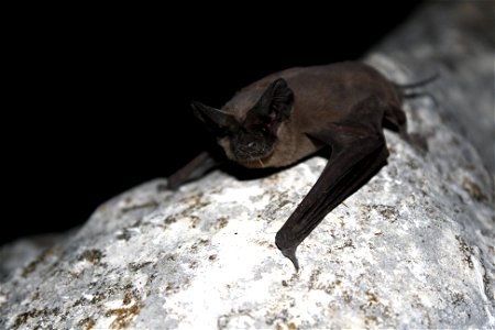 Mexican free-tailed bat (Tadaria braziliensis)

photo credit: USFWS/Ann Froschauer