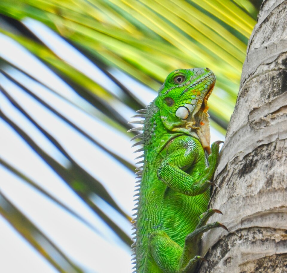 Iguana reptiles green
