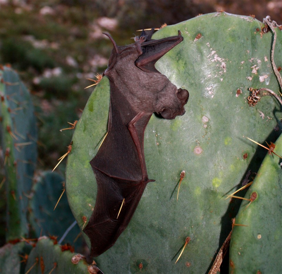 There are so many bats leaving the cave, some are blown into dearby vegetation. This bat was stuck on a cactus, but later freed itself. Bat wing tissue heals quickly if damage is not too severe.

phot