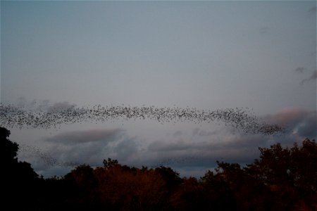 Mexican free-tailed bats exiting Bracken Bat Cave

photo credit: USFWS/Ann Froschauer