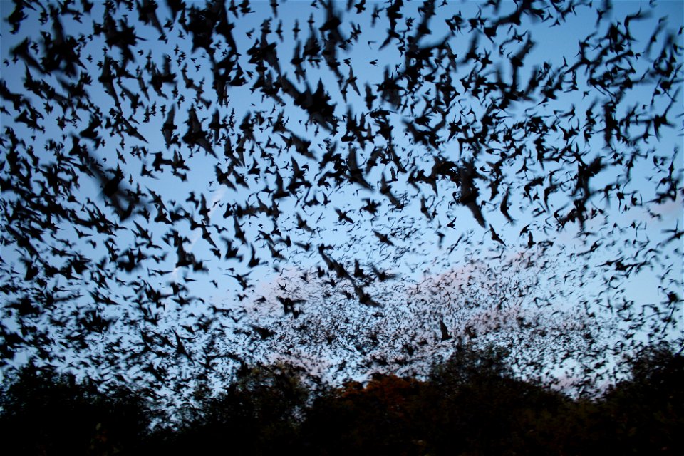 Mexican free-tailed bats exiting Bracken Bat Cave

photo credit: USFWS/Ann Froschauer