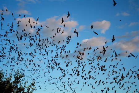 Mexican free-tailed bats exiting Bracken Bat Cave

photo credit: USFWS/Ann Froschauer