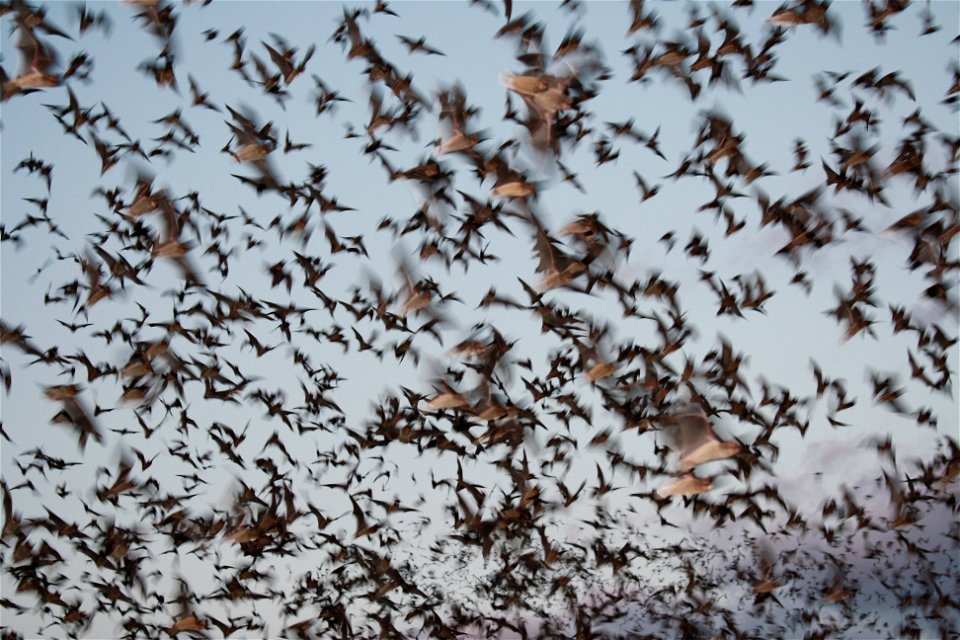 Mexican free-tailed bats exiting Bracken Bat Cave

photo credit: USFWS/Ann Froschauer
