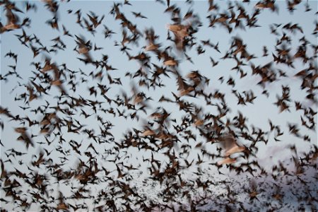 Mexican free-tailed bats exiting Bracken Bat Cave

photo credit: USFWS/Ann Froschauer