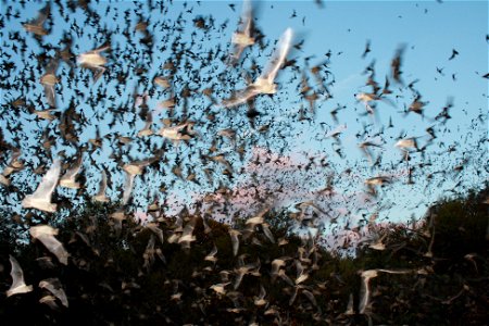 Mexican free-tailed bats exiting Bracken Bat Cave

photo credit: USFWS/Ann Froschauer
