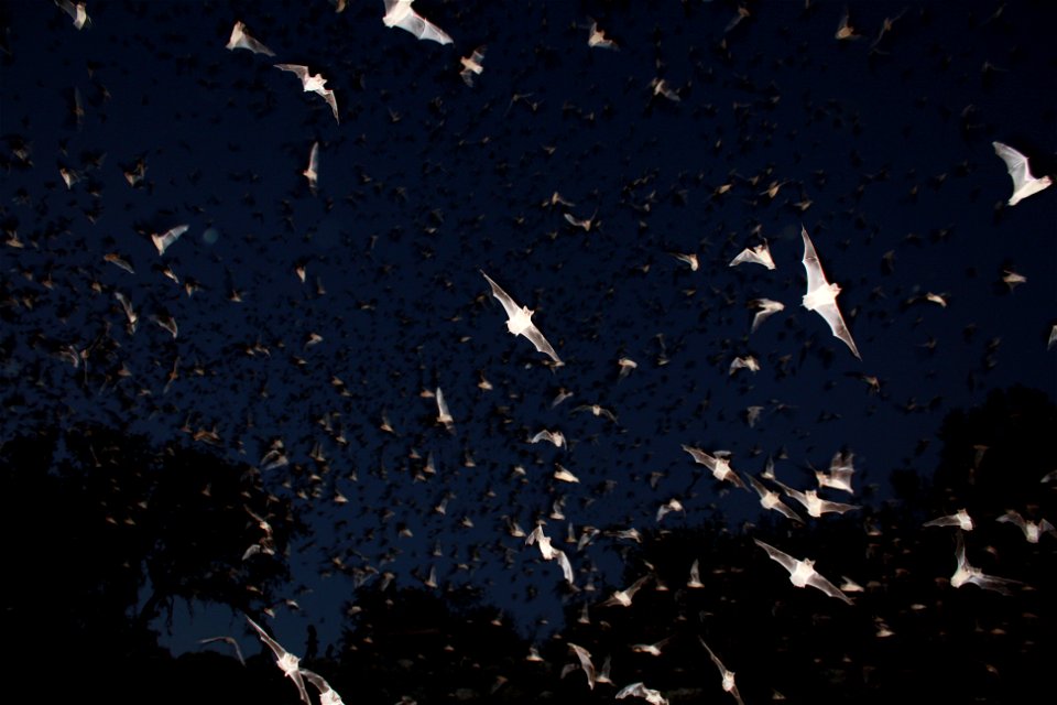 Mexican free-tailed bats exiting Bracken Bat Cave

photo credit: USFWS/Ann Froschauer