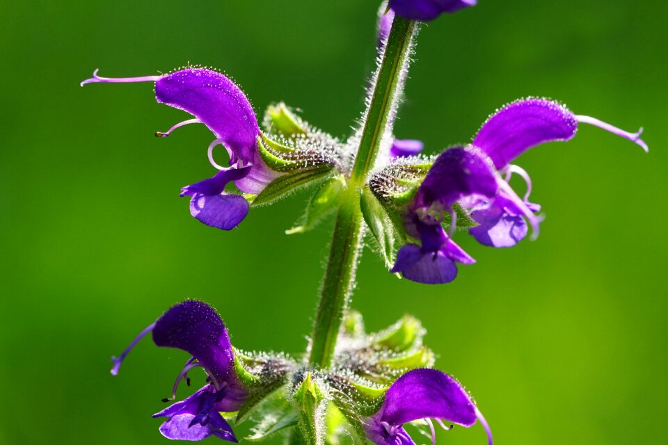 Spring plant purple flower photo