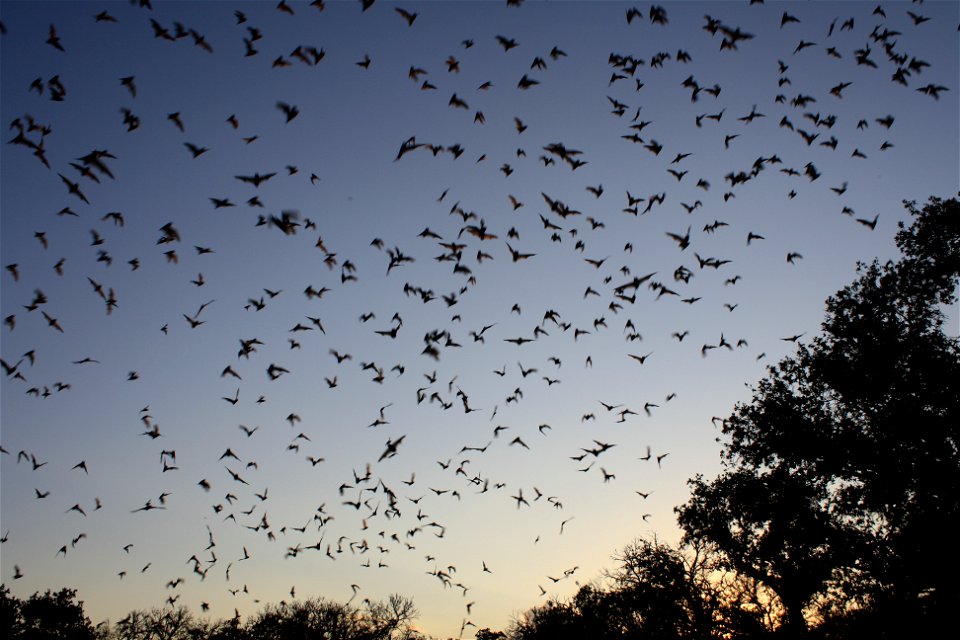 Mexican free-tailed bats exiting Bracken Bat Cave

photo credit: USFWS/Ann Froschauer