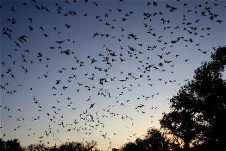 Mexican free-tailed bats exiting Bracken Bat Cave

photo credit: USFWS/Ann Froschauer