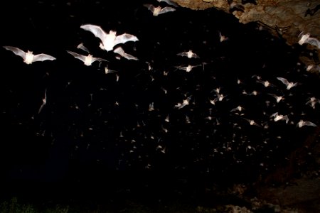 Mexican free-tailed bats exiting Bracken Bat Cave

photo credit: USFWS/Ann Froschauer