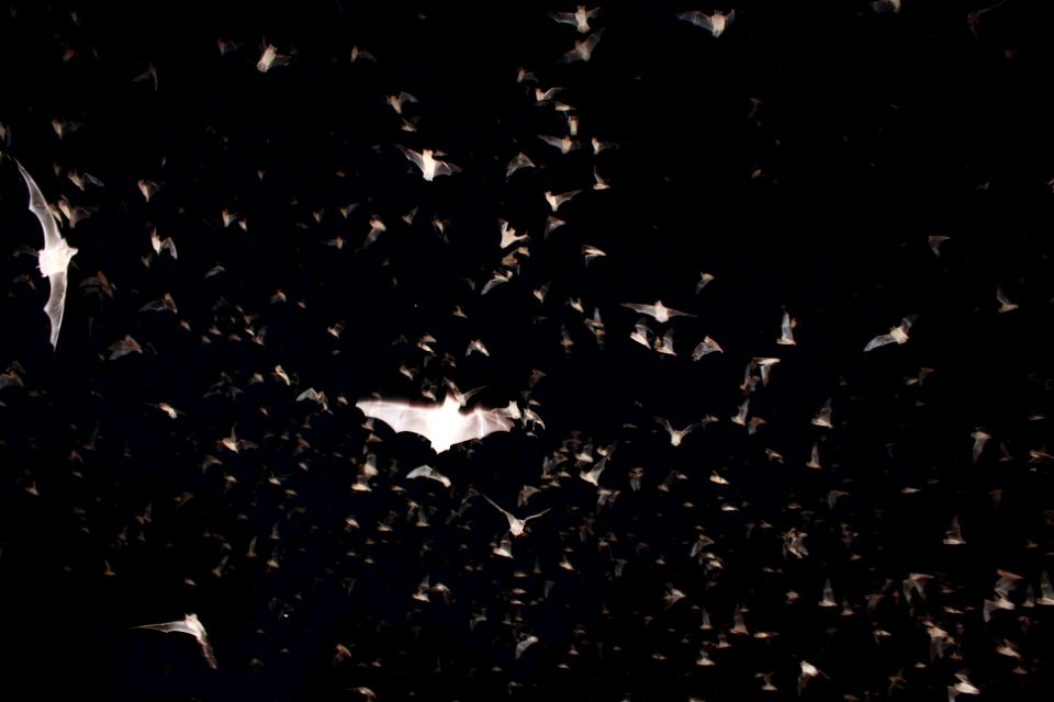 Mexican free-tailed bats exiting Bracken Bat Cave

photo credit: USFWS/Ann Froschauer