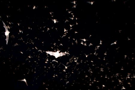 Mexican free-tailed bats exiting Bracken Bat Cave photo credit: USFWS/Ann Froschauer photo
