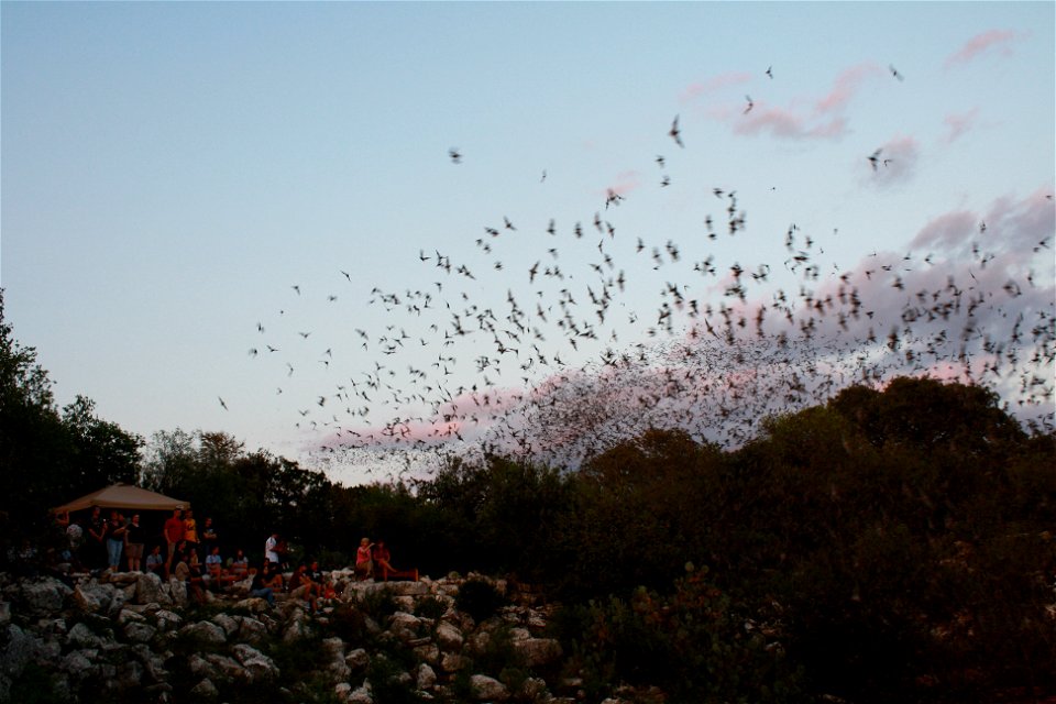 Onlookers watch as Mexican free-tailed bats exiting Bracken Bat Cave

photo credit: USFWS/Ann Froschauer