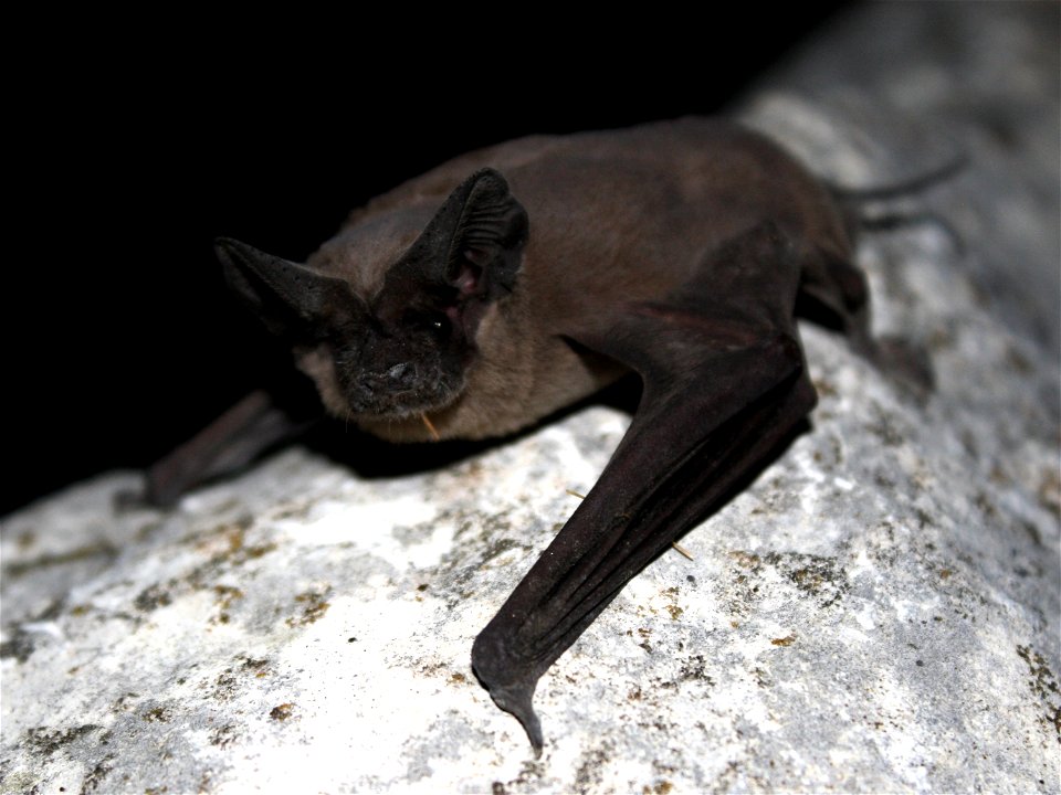 Mexican free-tailed bat (Tadaria braziliensis)

photo credit: USFWS/Ann Froschauer