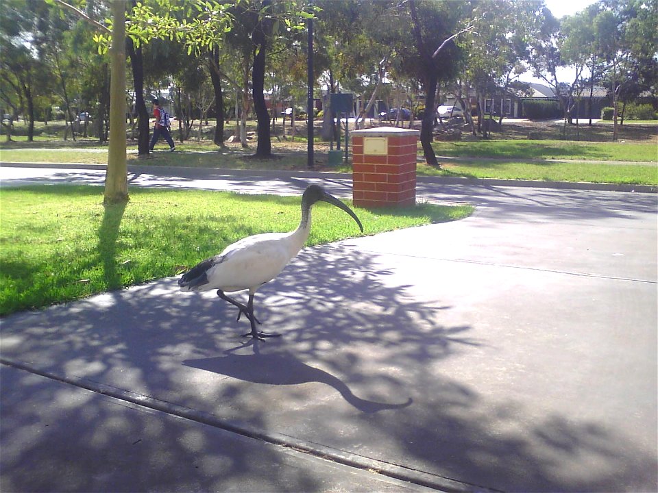 Subject: Australian White Ibis (Threskiornis molucca)
Author: Brendon Amos

Source: Digital Camera Phone