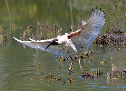 Australian Ibis photo