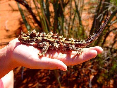 Image title: Moluchus horridus in the hand
Image from Public domain images website, http://www.public-domain-image.com/full-image/fauna-animals-public-domain-images-pictures/reptiles-and-amphibians-pu
