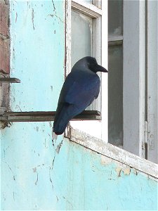 House crow (Corvus splendens) photographed in Port Sudan.