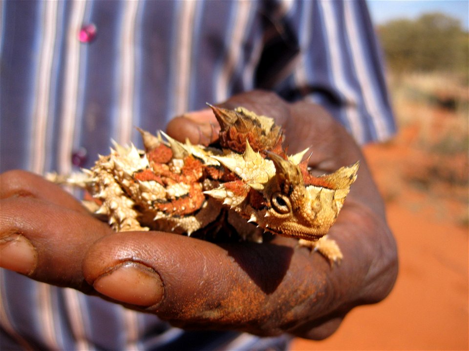 Thorny devil (Moloch horridus) is the Angas Downs mascot, occuring widely accross the property. Angas Downs rangers save these beautiful lizards from being squashed on the road. Leo Armstrong, Angas D