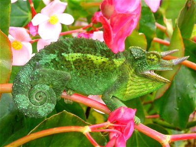 I photographed this feral Jackson's Chameleon on the island of Maui, Hawaii. Rich Torres, Burlingame, Calif.