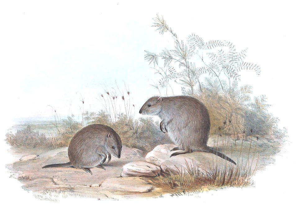 Hypsiprymnus gilbertii Gould, J. 1841. A Monograph of the Macropodidae, or family of kangaroos. London : J. Gould Part 1. [un-numbered plate]. The title is the caption in that work, and may be a 
