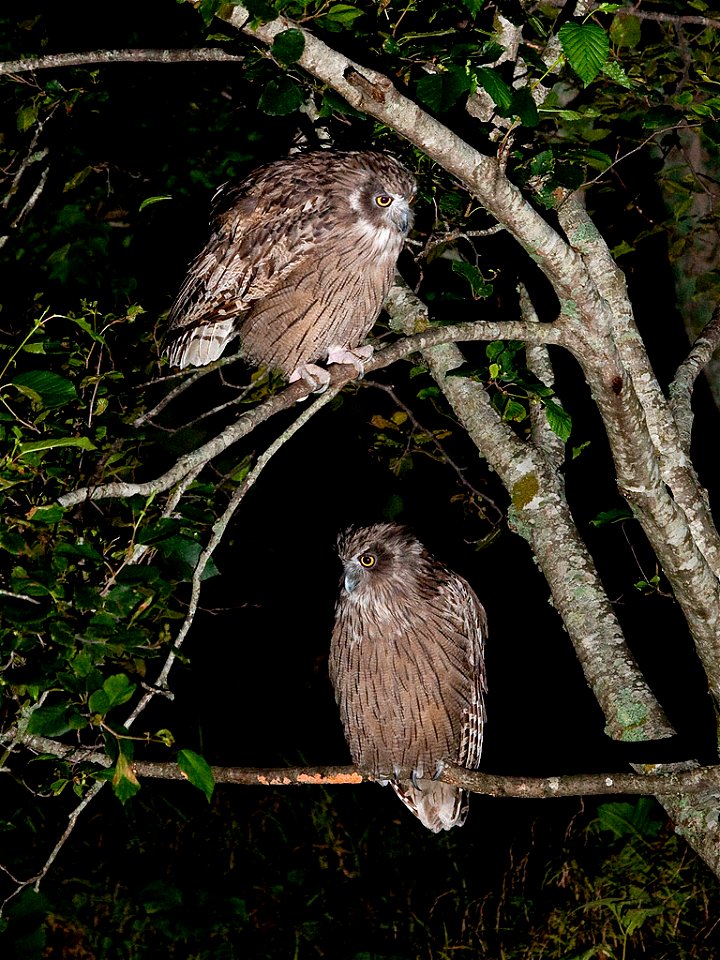 Blakiston's fish owl. Japan
