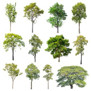 Green summer deciduous trees