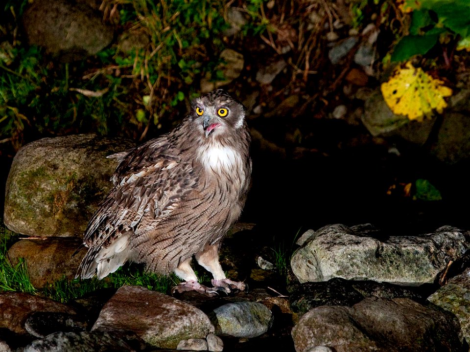 Blakiston's fish owl. Japan