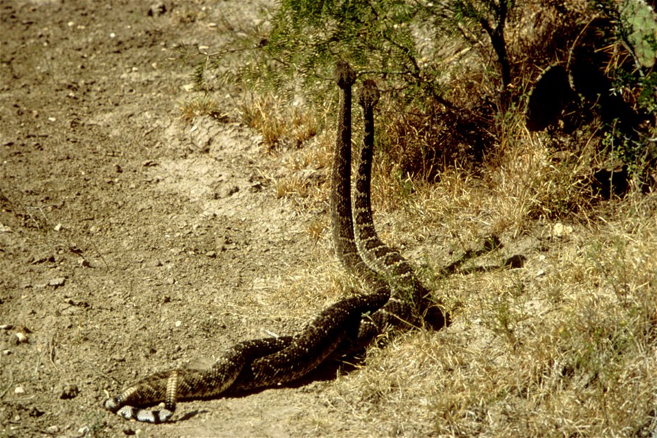 Crotalus-species