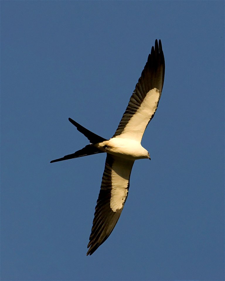 Swallow Tailed Kite, NPSPhoto, Rodney Cammauf