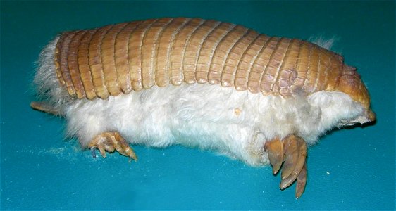 Mounted Pink Fairy Armadillo (Chlamyphorus truncatus), at the Muséum d'Histoire naturelle de Genève.